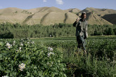 Agricultural activities and potato variety trials on Mullah Ghulam farm and surroundings in Bamyan, afghanistan. (Photo: FAO/Giulio Napolitano)