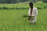 Bangladesh:  After each rice harvest, up to 90% of the arable land stays idle for 6 to 7 months per year because lack of freshwater and high soil salinity make them unusable for planting other crops. Through an IAEA technical cooperation project  plant breeders in Bangladesh learned new techniques to estimate the soil water content, and to develop salt tolerant varieties of mustard, mung bean, sesame, chickpea and groundnut. As a result, these cash crops are now being grown at pilot sites after the rice harvest, and help farmers generate much-needed income during the off season. (Photo Credit: Scott Wallace/World Bank Group)