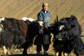 Mongolia: Adverse climatic conditions cause high death rates in livestock, a sector employing 30% of Mongolians. An IAEA technical cooperation project helped increase the productivity of cattle, camels and yaks by improving the quality and quantity of feed and through better artificial insemination techniques. This has improved the quality of livestock resulting in more jobs and food security in the country. (Photo Credit: Eskinder Debebe/UN Photo)