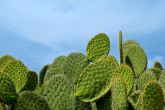 Mexico: Opuntia cacti generate $100 million a year in Mexico and are of great economic, environmental and cultural importance to the country. An outbreak of the cactus moth threatened this plant. Coordinated efforts of the Mexican Ministry of Agriculture, the United States department of Agriculture and the Joint FAO/ IAEA Division, eradicated the pest that was killing the cactus in 2009. This was done through the Sterile Insect Technique, the systematic release of sterilized insects over target areas, in order to prevent the reproduction and therefore the spread of the moth. (Photo Credit: iStockPhoto)