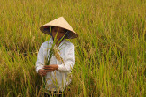 Women work the rice fields in Vietnam and most developing countries. Near Hanoi, new varieties of rice are planted and cultivated at agricultural stations like this one in Van Giang. The new varieties in North Vietnam are developed by scientists at the country's Institute of Agricultural Genetics. (Photo: L. Wedekind/IAEA)