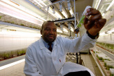 Dr. Mba, Head of the IAEA Plant Breeding Unit, examines mutant banana samples at the IAEA's laboratory at Seibersdorf. (Photo: D.Calma/IAEA)