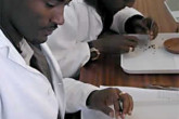 Technicians in Ethiopia's first tsetse fly breeding centre seperate larvae before they hatch.
Photo Credits: Petr Pavlicek/IAEA 