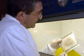 A technician prepares a sample for screening at the Clean Laboratory
using X-ray fluorescence spectrometry, which can detect minute amounts of uranium. Photo Credits: D. Calma/IAEA 19 December 2002