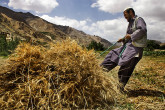 Wheat harvest on the road from Bamyan to Kabul in Afghanistan. (Photo: FAO/Giulio Napolitano)