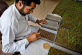 Seed testing and processing activities at a Seed Complex in Herat, afghanistan. (Photo: FAO/Giulio Napolitano)