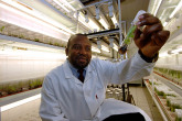 Scientists at the Agency's laboratories in Seibersdorf, Austria, use irradiation techniques to develop higher-yielding, disease-resistant plant varieties. (Photo Credit: Dean Calma)