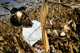 Women harvesting maize at Kamilombe, 20 km from Lubumbashi, DR Congo. (Photo: FAO/Giulio Napolitano)