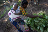 Women harvesting green vegetables outside the nutritional center at Kalemie, Katanga Region, DR Congo. (Photo: FAO/Giulio Napolitano)