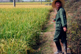 Ongoing research at the IAEA's laboratories are enabling rice farmers to plant new varieties that are higher yielding and adapt well to local conditions. (Photo Credit: Lothar Wedekind)