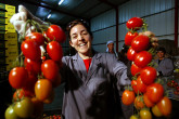 An IAEA-assisted medfly control project in the Middle East is helping ensure greater productivity in fruits and vegetables destined for the export market. (Photo Credit: Ilan Mizrahi for IAEA)