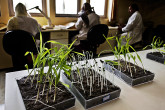 The Badam Bagh National Seed Laboratory in Kabul, afghanistan. (Photo: FAO/Giulio Napolitano)