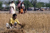 Men harvesting wheat on the way from Rajshahi to Nachole in Bangladesh. (Photo: FAO/Giulio Napolitano)