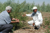 Surveying the fruits of labour at Deir Ezzor, where fields once lay barren and crusted with salt.
Photo credit: L. Wedekind / IAEA 