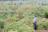 Surveying the fruits of labour at Deir Ezzor, where fields once lay barren and crusted with salt.
Photo credit: L. Wedekind / IAEA 