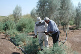 Dr. Khalaf and Mr. Farhan Habbas check water irrigation lines feeding rows of salt-tolerant plants.
Photo credit: L. Wedekind / IAEA