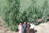 Syria's economy is rooted in agriculture. Farmers are proud to help bring back life to once abandoned, dry and dusty fields.
Photo credit: L. Wedekind / IAEA