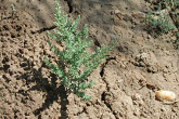 Once abandoned fields are brought back to life.
Photo credit: L. Baben / IAEA 