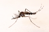 https://www.iaea.org/sites/default/files/styles/thumbnail_165x110/public/sterile-mosquito-male-1140x640.jpg?itok=O23OR32J