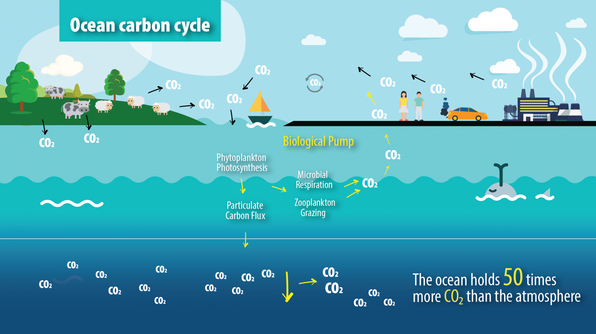 The ocean carbon cycle