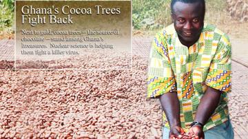 Next to gold, cocoa trees - the source of chocolate - stand among Ghana's treasures.  Nuclear science is helping them fight a killer virus.
