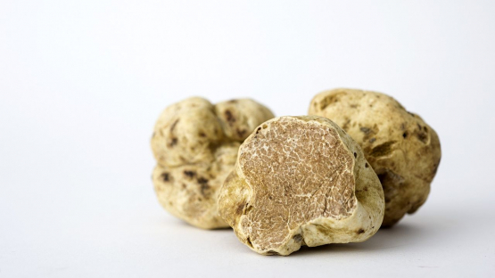 White truffle - tuber magnatum