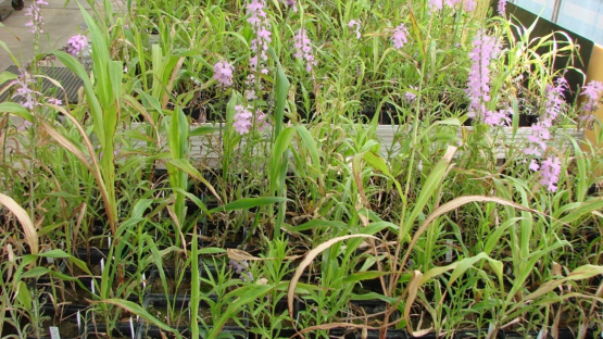 Plants with purple flowers are the parasitic weed Striga hermonthica; plants with potential resistance have no Striga plants attached to them. FAO/IAEA Plant Breeding and Genetics Laboratory glasshouse, Seibersdorf, Austria, June 2018. (Photo: IAEA)