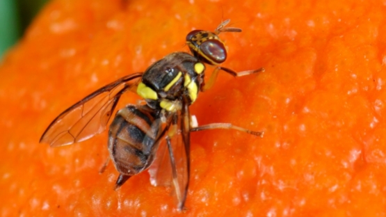 The Oriental fruit fly (Bactrocera dorsalis) is one of the most destructive fruit flies in the world, causing fruit damage and creating barriers to international trade