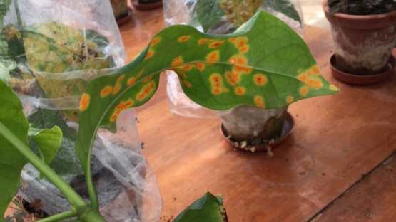 Coffee leaves display symptoms of coffee leaf rust disease