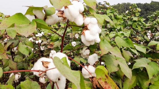 Bangladesh, cotton, plant breeding. 