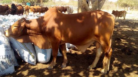 Cattle, food safety, Zambia