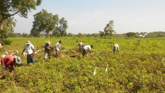 Harvesting groundnut in Sri Lanka