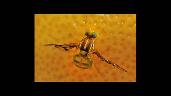 Native Fruit Fly