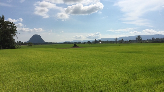 rice_field