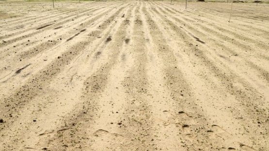 Kuwait has an arid climate, a hostile environment in which to grow crops. In recent years, the country’s scientists have used technology packages derived from nuclear techniques (irradiation to develop new barley varieties with improved traits, combined with water and nutrient management) to be able to grow food.