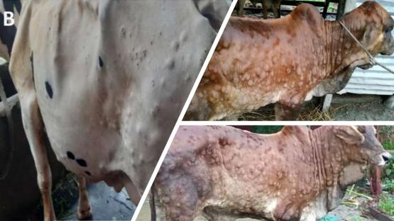 Skin lesions characteristics of lumpy skin disease in three animals in Bangladesh. The active nodular skin lesions covering the entire body are visible. (Photo credit: Badhy, S.C., Chowdhury, M.G.A., Settypalli, T.B.K. et al)