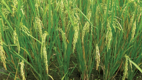 Cuba Biological nitrogen fixation