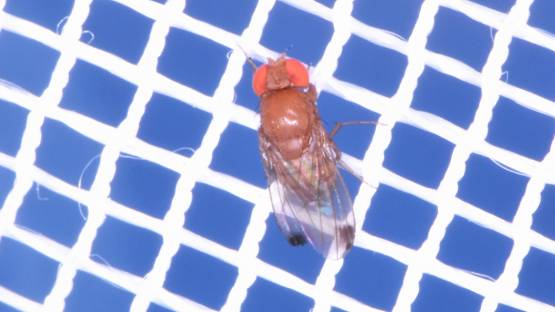 Spotted Wing Drosophila, Drosophila suzukii, is a fruit fly native to Southeast Asia but has invaded parts of Europe, the Americas and, most recently, Africa