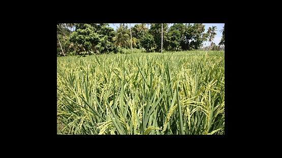 SUPA BC rice growing in Zanzibar