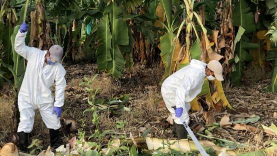 INT5158 - Strengthening Member State Capacities to Combat Banana Fusarium Wilt (TR4) through Early Detection, New Resistant Varieties, and Integrated Management