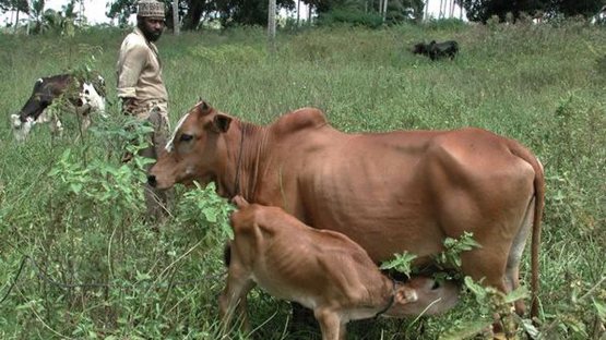 Zanzibar cattle