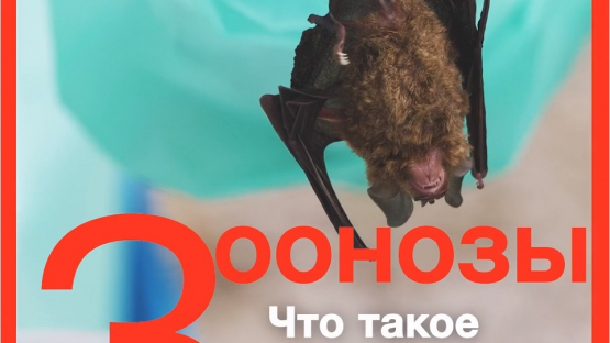 Зоонозы