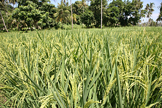 SUPA BC rice growing in Zanzibar