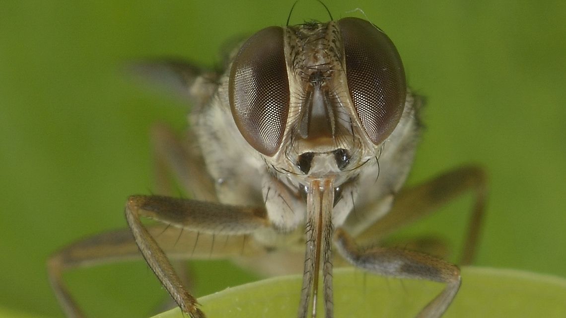 The Tsetse Fly Eradication Project in Senegal Wins Award for Best