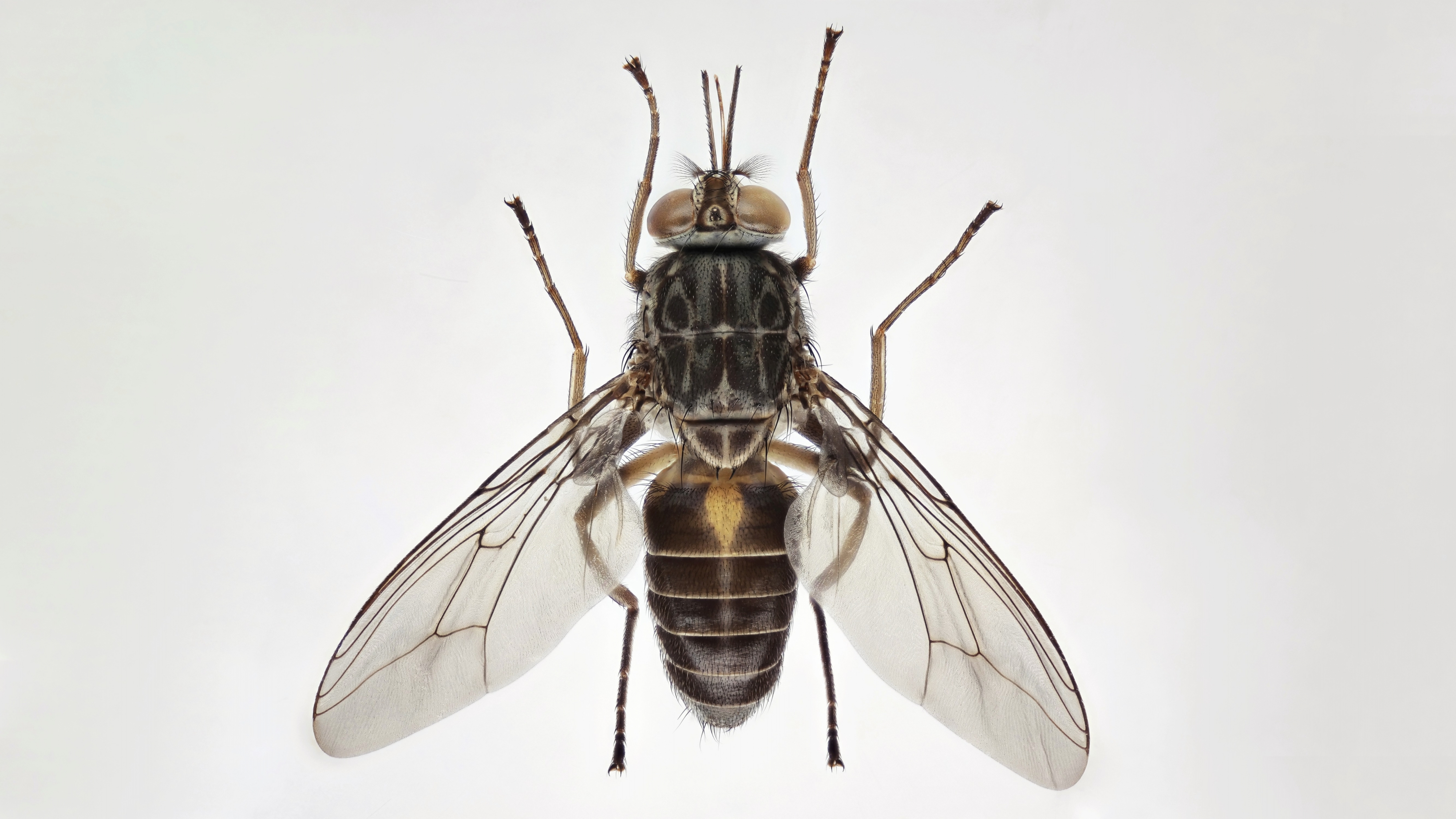 Tsetse fly