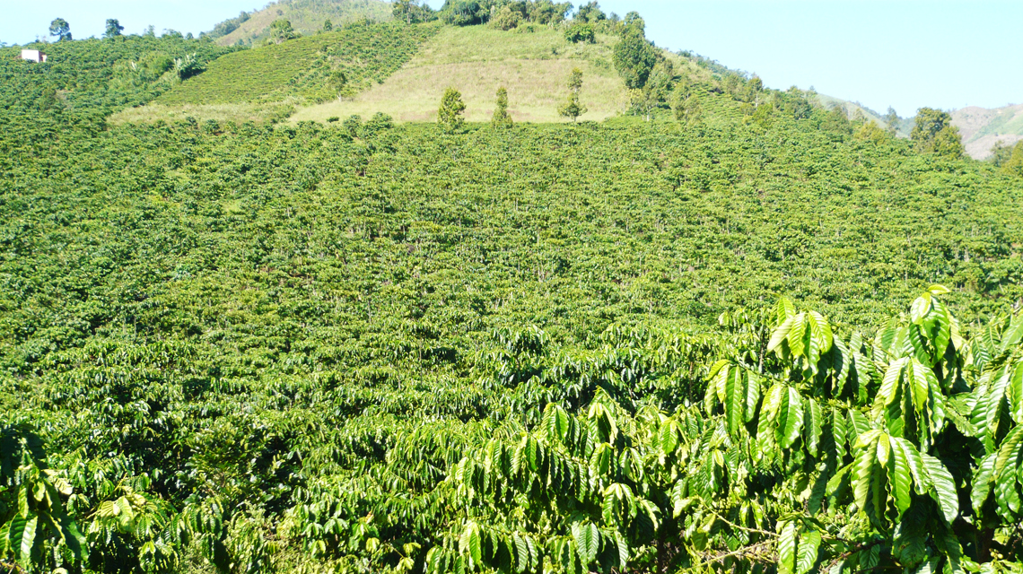 Coffee farm in Viet Nam